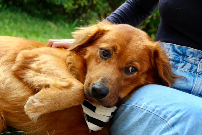 Cachorro ra a SRD-ViraLata idade 5 anos nome Banzé