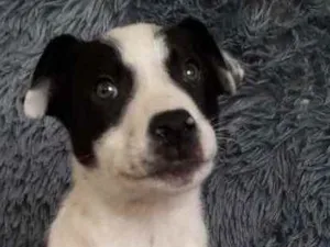 Cachorro raça Linda idade Abaixo de 2 meses nome Rafa