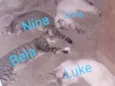 Luke,Clara,Bella....