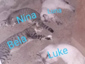 Gato raça  idade 7 a 11 meses nome Luke,Clara,Bella....