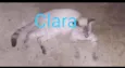 Luke,Clara,Bella....