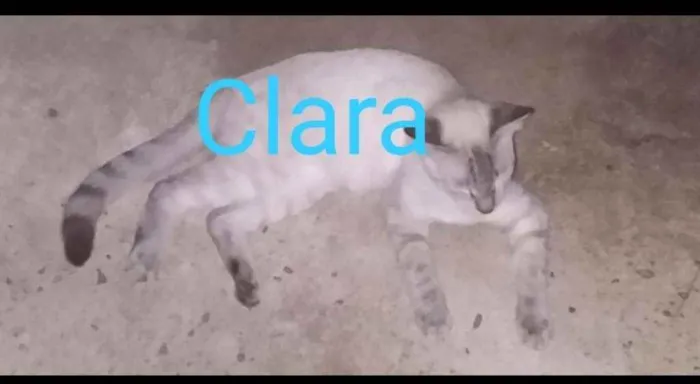 Gato raça  idade 7 a 11 meses nome Luke,Clara,Bella....