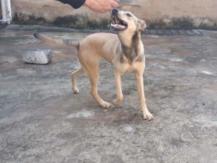 Cachorro raça SRD idade 2 a 6 meses nome Sury