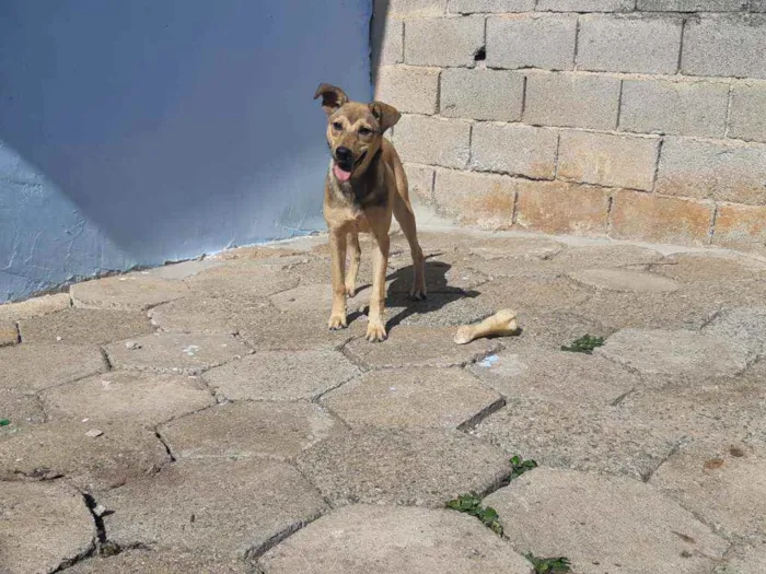 Cachorro raça SRD idade 2 a 6 meses nome Sury
