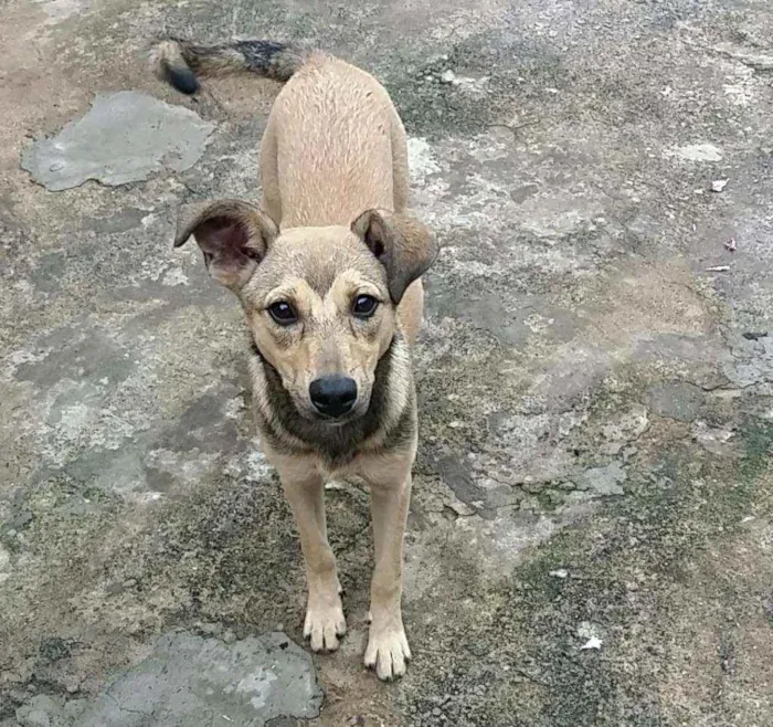 Cachorro raça SRD idade 2 a 6 meses nome Sury