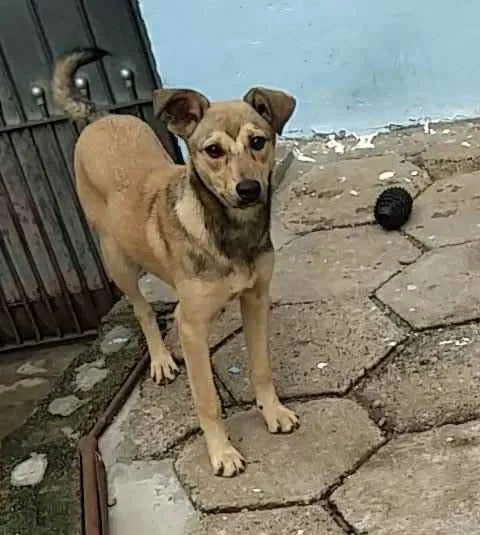 Cachorro raça SRD idade 2 a 6 meses nome Sury