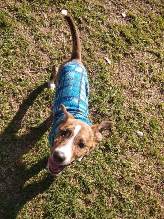 Cachorro raça SRD idade 2 a 6 meses nome Tigrinho