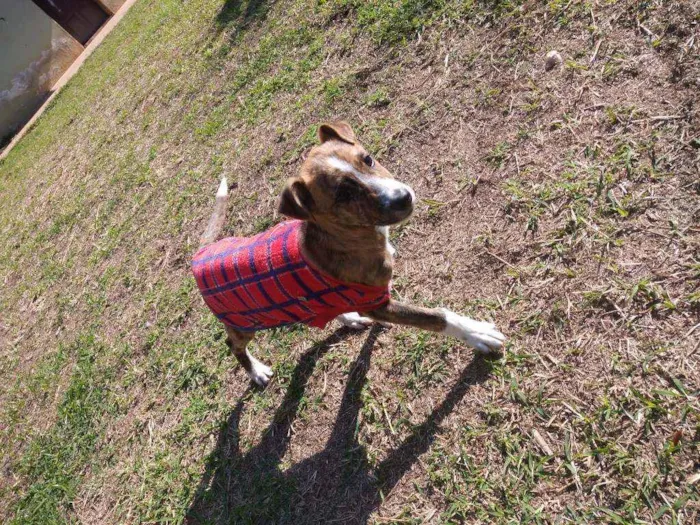Cachorro raça SRD idade 2 a 6 meses nome Tigrinho