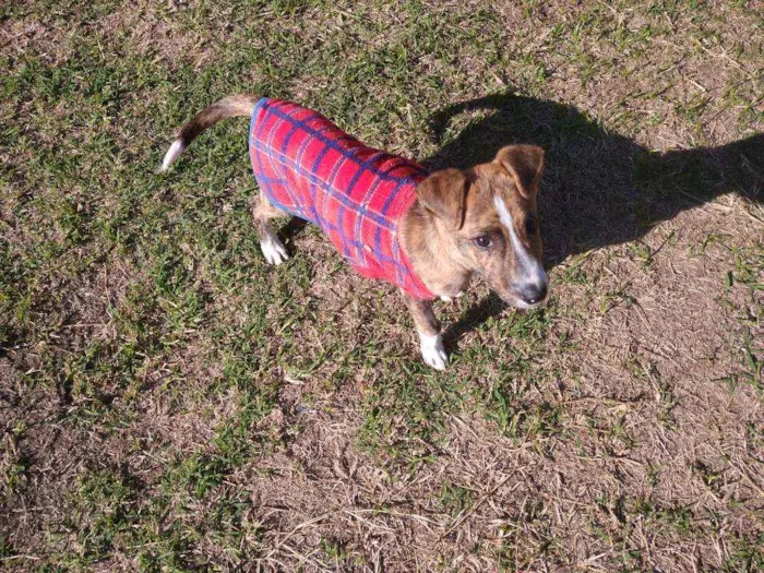 Cachorro raça SRD idade 2 a 6 meses nome Tigrinho