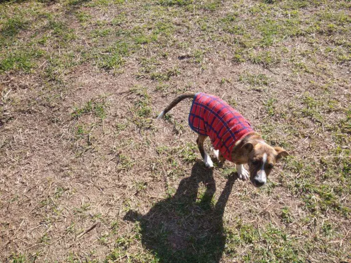 Cachorro raça SRD idade 2 a 6 meses nome Tigrinho