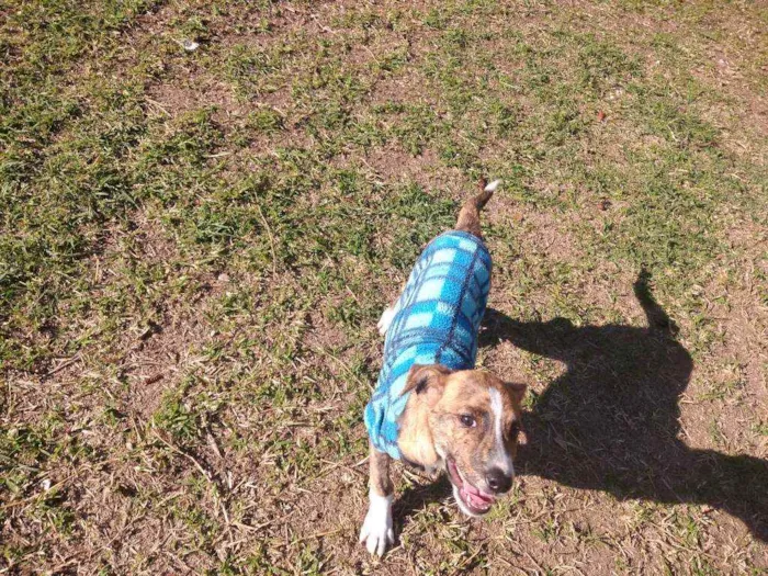 Cachorro raça SRD idade 2 a 6 meses nome Tigrinho