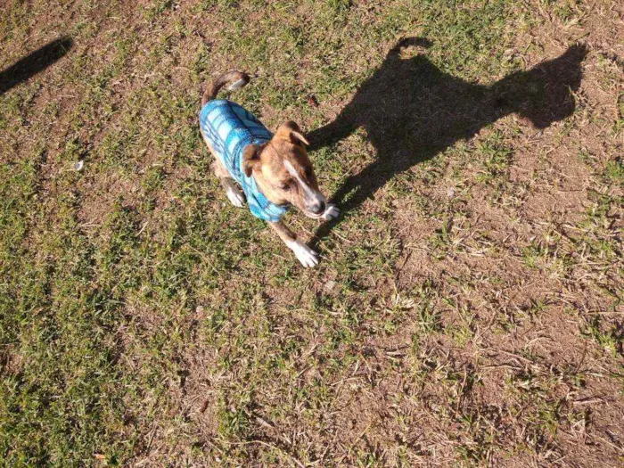 Cachorro raça SRD idade 2 a 6 meses nome Tigrinho