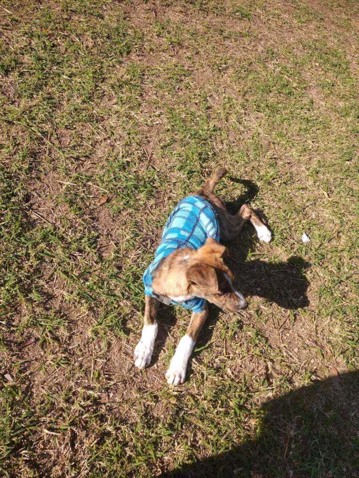 Cachorro raça SRD idade 2 a 6 meses nome Tigrinho