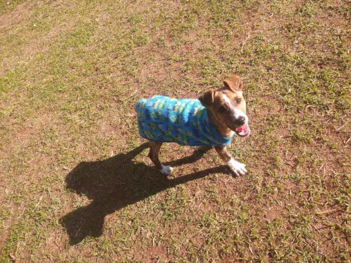 Cachorro raça SRD idade 2 a 6 meses nome Tigrinho