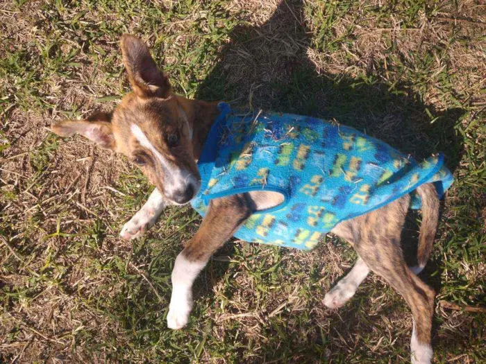 Cachorro raça SRD idade 2 a 6 meses nome Tigrinho