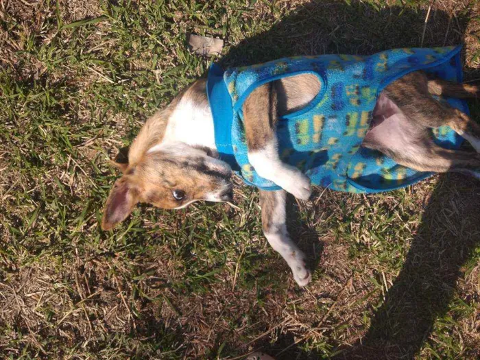 Cachorro raça SRD idade 2 a 6 meses nome Tigrinho