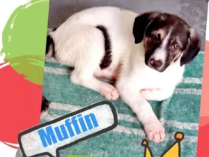 Cachorro raça Srd idade 2 a 6 meses nome Muffin