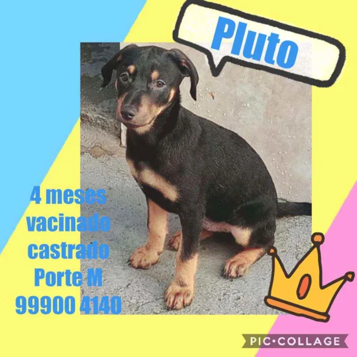 Cachorro ra a Srd idade 2 a 6 meses nome Pluto