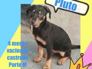 Cachorro raça Srd idade 2 a 6 meses nome Pluto