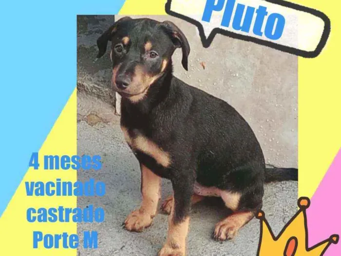 Cachorro ra a Srd idade 2 a 6 meses nome Pluto