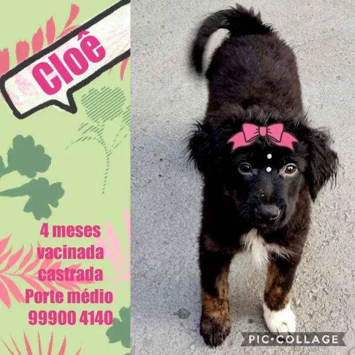 Cachorro raça Srd idade 2 a 6 meses nome Cloê