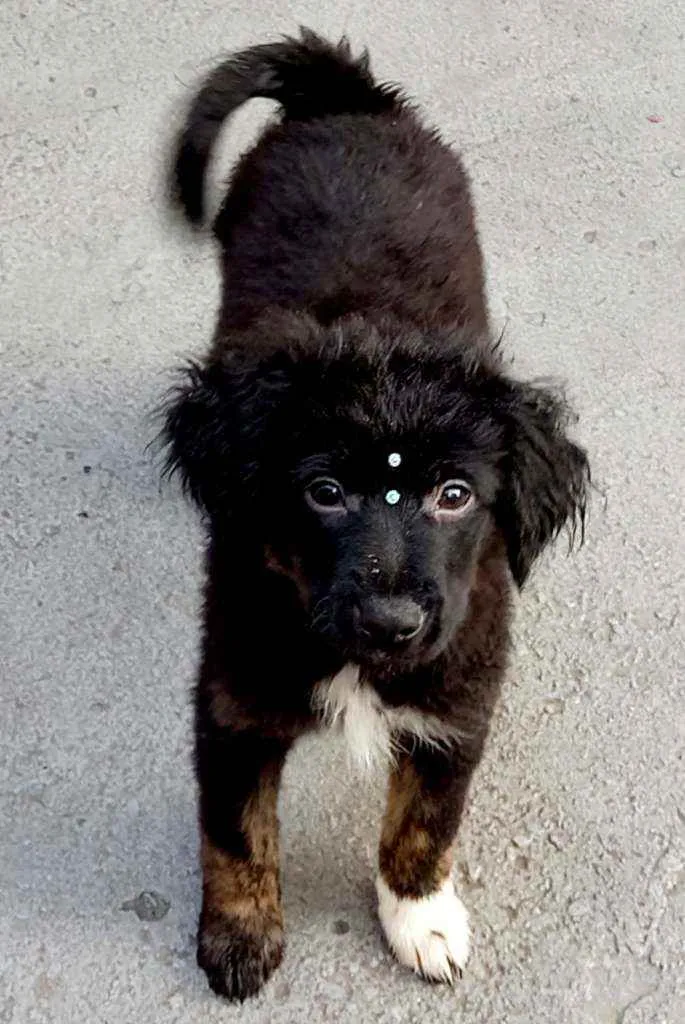 Cachorro raça Srd idade 2 a 6 meses nome Cloê