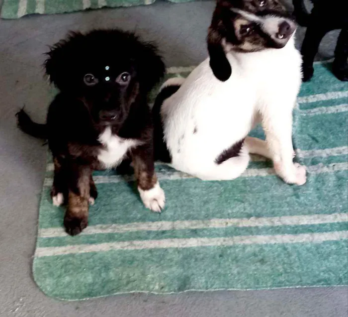 Cachorro raça Srd idade 2 a 6 meses nome Cloê