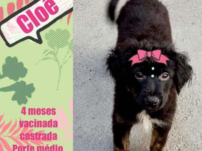 Cachorro raça Srd idade 2 a 6 meses nome Cloê