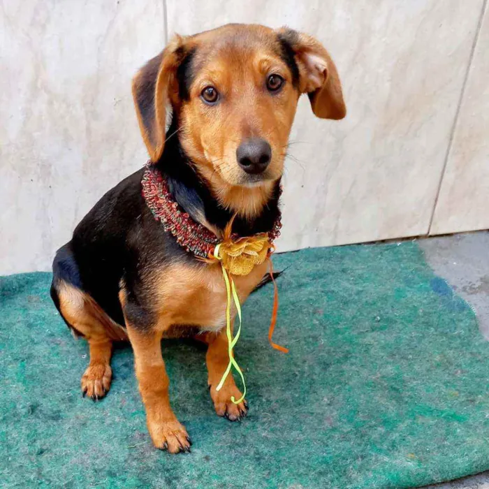 Cachorro raça Srd idade 2 a 6 meses nome Linda