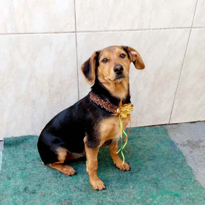 Cachorro raça Srd idade 2 a 6 meses nome Linda