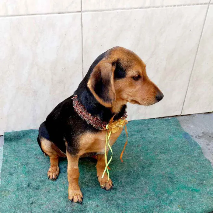 Cachorro raça Srd idade 2 a 6 meses nome Linda