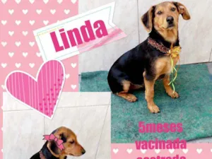 Cachorro raça Srd idade 2 a 6 meses nome Linda