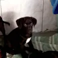 Cachorro raça Srd idade 2 a 6 meses nome Leora