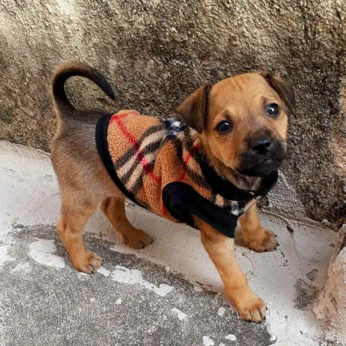 Cachorro raça Srd idade 2 a 6 meses nome Tetê 