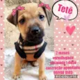Cachorro raça Srd idade 2 a 6 meses nome Tetê 