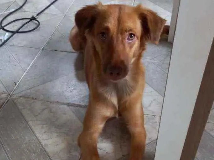 Cachorro ra a Alemão idade 7 a 11 meses nome Fantinha