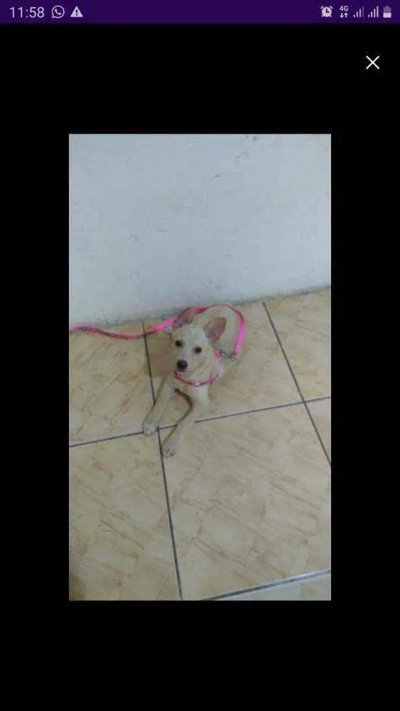 Cachorro ra a Vira-lata idade 2 a 6 meses nome Bella