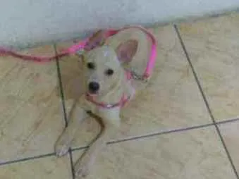 Cachorro ra a Vira-lata idade 2 a 6 meses nome Bella