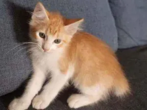 Gato raça Não identificada  idade Abaixo de 2 meses nome Nao tem nomes 