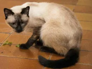 Gato raça SRD-ViraLata idade 5 anos nome Newton