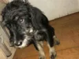 Cachorro raça SRD idade 2 a 6 meses nome Théo