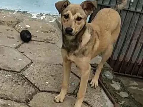 Cachorro raça SRD idade 2 a 6 meses nome Sury