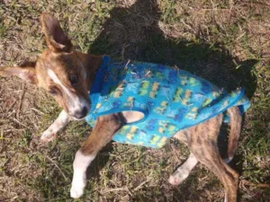 Cachorro raça SRD idade 2 a 6 meses nome Tigrinho