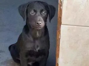 Cachorro raça Srd idade 2 a 6 meses nome Davi