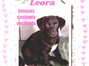 Cachorro raça Srd idade 2 a 6 meses nome Leora