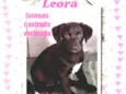 Leora
