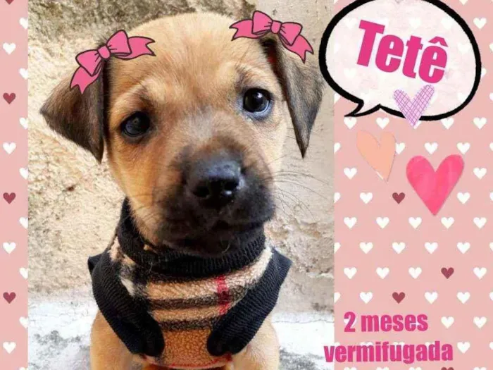 Cachorro raça Srd idade 2 a 6 meses nome Tetê 