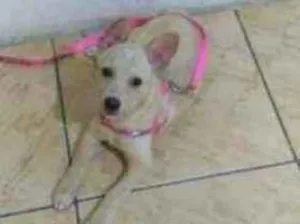 Cachorro raça Vira-lata idade 2 a 6 meses nome Bella