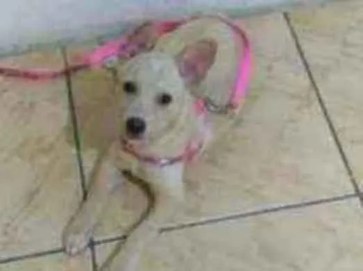 Cachorro ra a Vira-lata idade 2 a 6 meses nome Bella