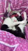 Jully